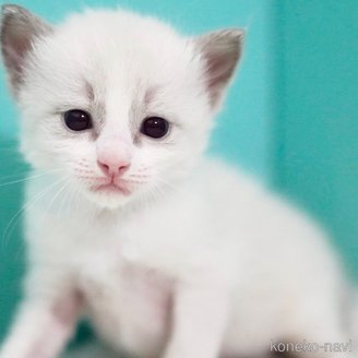販売中の東京都のラグドール-121199の14枚目